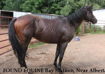 FOUND EQUINE Bay Stallion, Near Alberta, VA, 23821